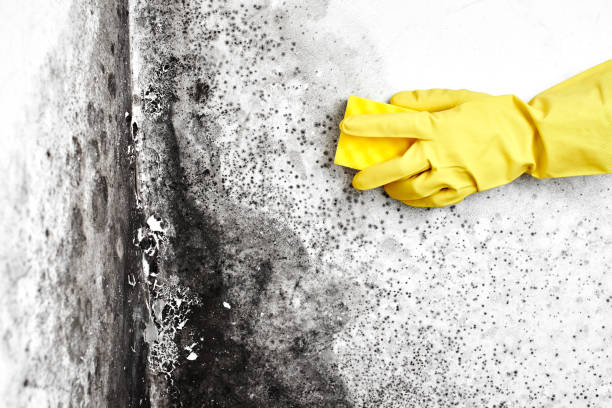 Best Mold Testing and Inspection Services in Hampton, SC