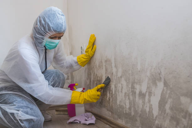 Best Localized Mold Remediation (e.g., coastal areas, humid climates) in Hampton, SC