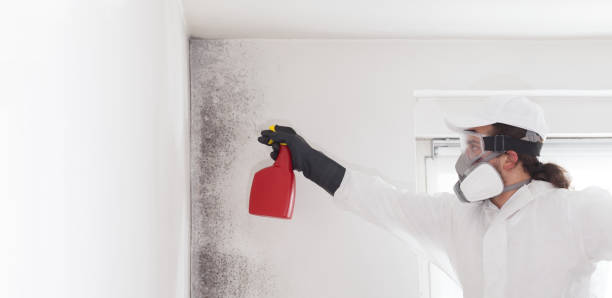 Best Post-Flood Mold Remediation in Hampton, SC